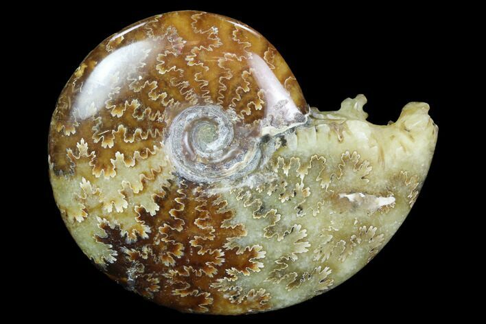 Polished, Agatized Ammonite (Cleoniceras) - Madagascar #97320